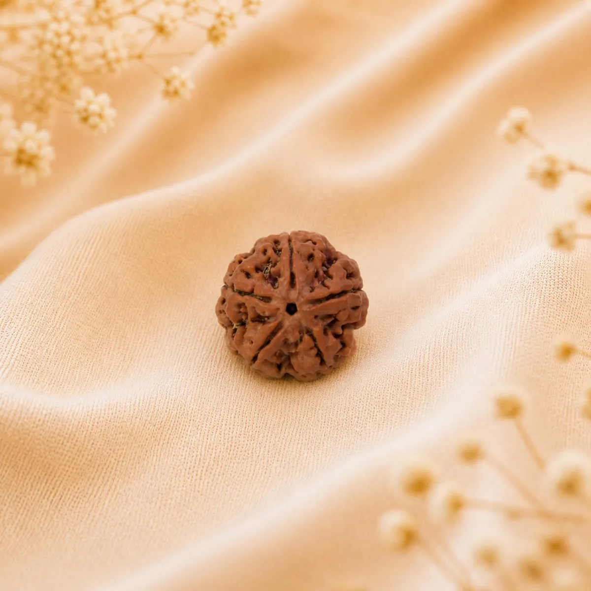 6 Mukhi Rudraksha